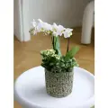 Орхидея живая в кашпо