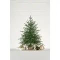 Ель настольная Семирамида 0,7 м (пенек+мешковина)