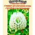 Клевер белый медоносный для пасеки 1кг, сидерат для сада, цветы для газона/корм скота