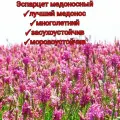 Эспарцет медоносный для пасеки 1 кг/ сидерат для сада/ экзотические цветы/ кормовая культура для скота premium