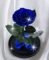 Роза TheRoseDome Premium, стабилизированный цветок, стекло, синий