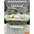 Флорариум с растениями готовый Сердце суккуленты