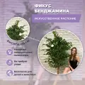 Искусственное растение в кашпо Фикус Бенджамина высота 185 см, цвет зелёный