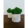 Кашпо Stabflora, со мхом 8-гр дымка, 2 шт серый меланж, 8-dm/izm
