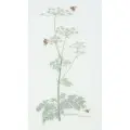 Набор для вышивания Thea Gouverneur #1067 Cow Parsley (Коровья петрушка), Счетный крест, 40 x 77 см