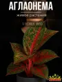 Аглаонема Личи Ред (Aglaonema Lychee Red) D12см, живое растение