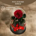 Стабилизированные цветы в стекле, Роза в колбе живая, вечная Glamur Plus красная, GIFT4YOU