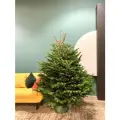 Живая елка Пихта Нордмана Стандарт/Датская елка 125-150 см, не осыпается