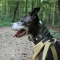 Нейлоновый ошейник для собак с креплением трекера AirTag Черный M