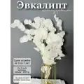 Эвкалипт стабилизированный натуральный сухоцвет для декора