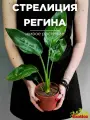 Стрелиция Регина (Strelitzia Reginea) D12см, цветок Райская Птица, домашний цветок