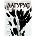 Сухоцвет Лагурус черный для декора, букет Зайцехвост, Stabflora