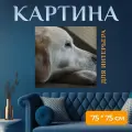 Картина на холсте Собака, золотистый ретривер, ретривер на подрамнике 75х75 см. для интерьера