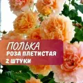 Роза плетистая Полька (Polka) / 2 шт, ароматный, морозостойкий сорт