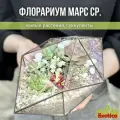 Флорариум c суккулентами Марс средний