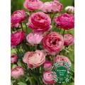 Луковицы цветов , Клумба , Луковицы Ранункулюс PINK ( 10 шт )