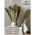 Высокие листья пальмы для интерьера. 5 шт. Сухоцвет.