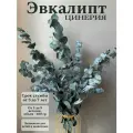 Эвкалипт стабилизированный цинерия сухоцвет для декора