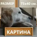 Картина на холсте Собака, золотистый ретривер, ретривер на подрамнике 75х40 см. для интерьера