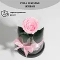 Стабилизированные цветы в стекле, Роза в колбе живая Bella розовая, GIFT4YOU