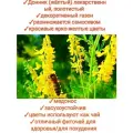 Донник семена, 500гр медонос/сидерат для сада/пасеки, premium1