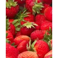Клубника ремонтантная (крупноплодная) Вивара / 10 шт, раннеспелый сорт