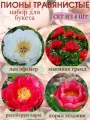 Пионы травянистые, саженцы многолетние Сет №10 из 4 штук