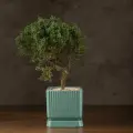 Бонсай Можжевельник в бирюзовой плошке 38см