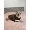 Флисовый жилет для кошек, коричнево-бежевый, XL