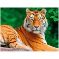 Картина стразами (алмазная мозаика) 40х50 см, Остров Сокровищ, Тигр, на подрамнике, 662427