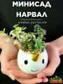 Минисад Нарвал с суккулентами