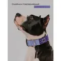 Ошейник широкий повседневный, CORADOG Basic, для средних и крупных собак, сиреневый фиолетовый, размер M-4 38-54 см