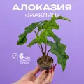 Алоказия Жаклин высота 10 см в горшке d6 см