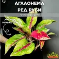 Аглаонема Ред Руби (Aglaonema Red Ruby) D12см, домашнее растение