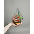 Флорариум с суккулентами от Flolefor Огненный цвет, 16х16х21 см (ДхШхВ)