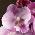 Орхидея Фаленопсис Биг Лип бледно-розовая