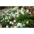 Луковицы подснежника Галантус 20 шт