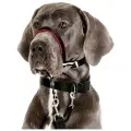 Недоуздок для собак COA HALTI Optifit Headcollar, черный, 48-64см, L (Великобритания)
