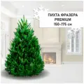 Пихта живая Фразера Premium, живая новогодняя елка 150-175 см
