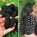 Комплект Ежевичный шик из 2 сортов / Ежевика Блэк Даймонд и Ежевика Гигант
