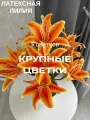 Premium латексная искусственная лилия в горшке