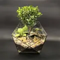 Флорариум Succulenteria Икосаэдр с Мирсиной, фитонией и пеперомией, настольный