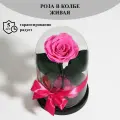 Стабилизированные цветы в стекле, Роза в колбе живая Bella фуксия, GIFT4YOU