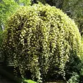 Роза плетистая Леди Бэнкс Еллоу (Lady Banks Yellow), 1 шт, розы
