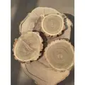 Комплект из 6-ти спилов акации 28х26х3,5см , спилы дерева с корой, высушенные