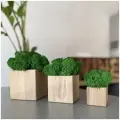 Набор из 3-х кубиков Дом Мха - MossArt со стабилизированным мхом 5х5 см, 8х8 см, 10х10 см, Натуральный