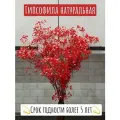 Гипсофила стабилизированная, красный