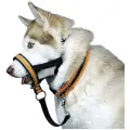 Недоуздок для собак White Wolf (корректор поведения, халти) Спорт Оранжевый