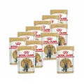 Royal Canin British Shorthair Adult влажный корм для взрослых британских короткошерстных кошек в соусе, в паучах - 85 г х 12 шт.