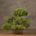 Бонсай Можжевельник Нагара 23 см